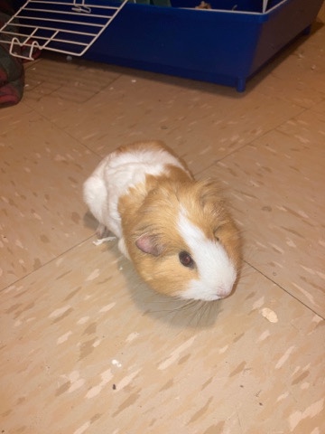 This is a beautiful female guinea pig and so sweet