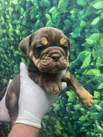 Olde English Bulldogge – 💚mini ❤️Bulldog pups 🧡