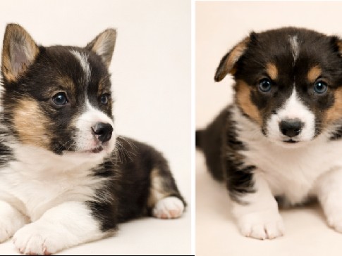 Pembroke Welsh Corgi – Pembroke Welsh Corgi 2 Puppies – Mississauga