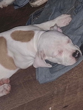 Mixed Breed – BULLDOG BOXER PIT MIX PUPPIES – Decatur