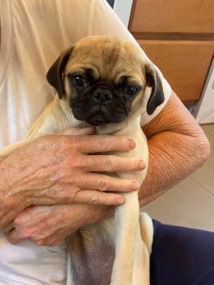 Pug – puppy pug