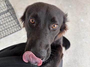 Border Collie – Bruno – Denham Springs