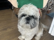 Shih Tzu – Louie Needs a new home, he is loving and fun