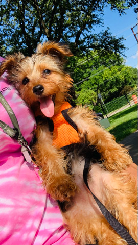 Yorkshire Terrier – selling puppy