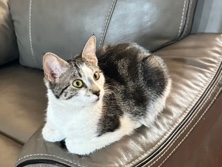 19 months old female cat – Barking