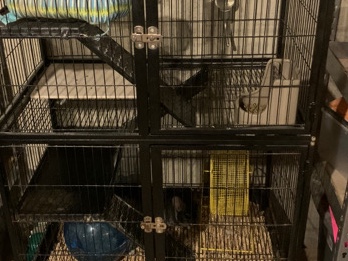 Mr. Giggles- Chincilla