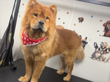 Chow Chow – Chow Chow – Miami