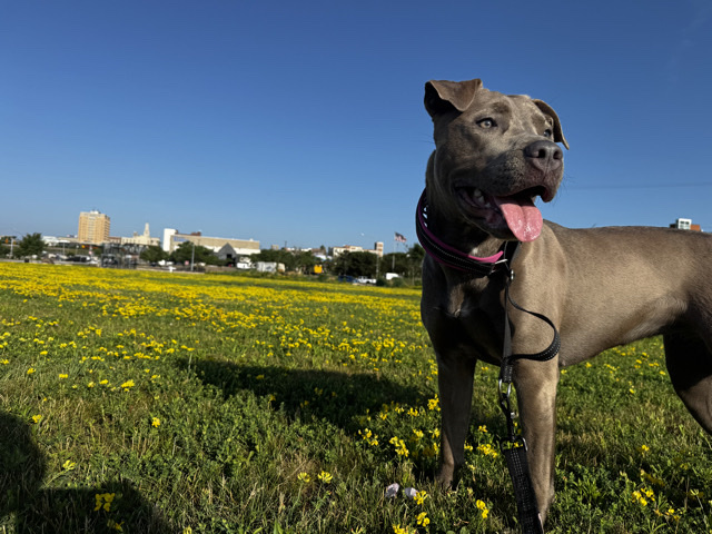 Staffordshire Bull Terrier – Friendly Staffordshire Bull Terrier – 1 Year Old in Davenport – Davenport