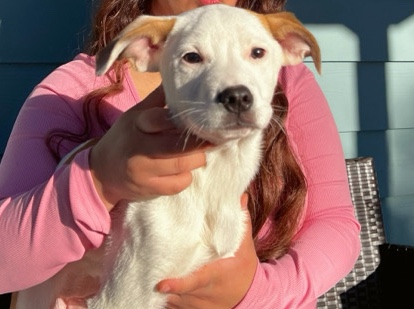 Great Pyrenees/Amstaff