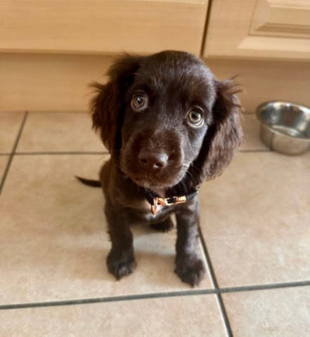 Cockerpoo puppy