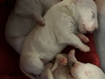 Bull Terrier – Bullterriers – Brawley