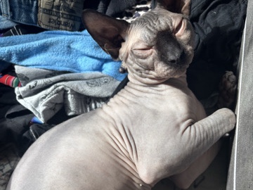Sphynx – sweet boy for sale his name is Osiris – Miramar
