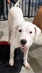 Dogo Argentino – Shiva