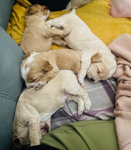 English Cocker Spaniel – 5 Cocapoo puppies available June 24.