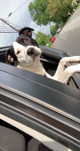 rehoming puppy