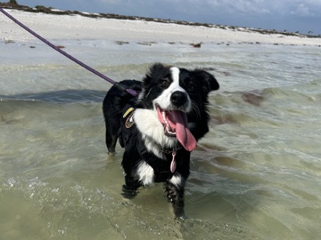Border Collie – Cleo! – Port Richey