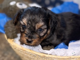 Shih Tzu – 2 Male Shorkies (shitzu & yorkie mix) – Williamston