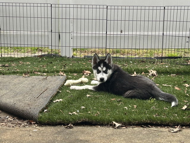 Siberian Husky – Puppy for sale – Richmond