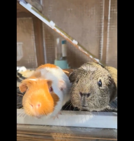 Guinea pigs
