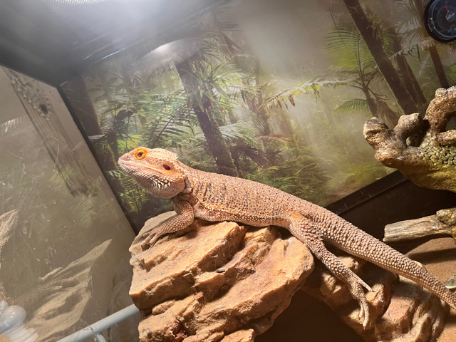 Bearded Dragon