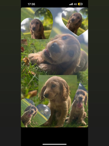 cocker spaniel