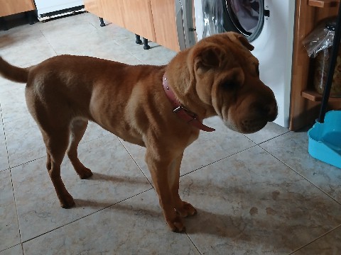 se vende hembra shar pei
