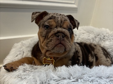 American Bulldog – Cookie The Bull Dog – Chicago