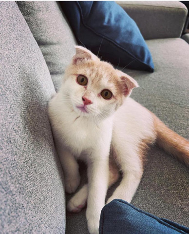 Scottish Fold – 3 month old Scottish fold kitten