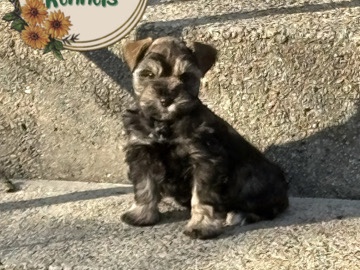 Miniature Schnauzer – miniature schnauzers – Ranburne