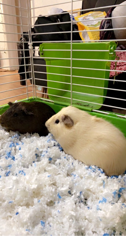 Any – two male guinea pigs