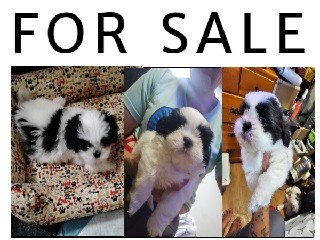 shih tzhu puppy male 