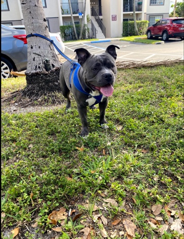 Trained Purebred American Bully for sale