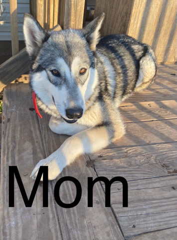 Siberian Husky – German shepard, husky and giant malamute puppies