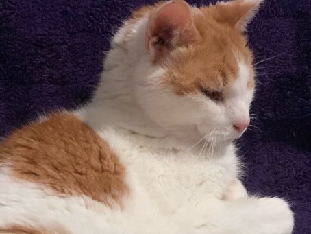 Russian White, Black and Tabby – coco needs a home! – Portland