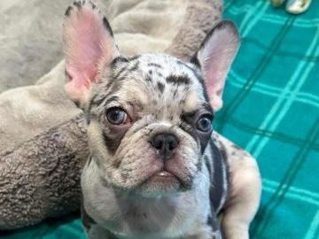 French Bulldog – frenchie pup – Salem