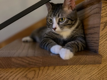 American Shorthair - 1 yo adult male cat Ollie needs a new home due to old cat not getting along.  available for adoption in Ashland