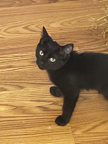 American Shorthair – Kitten