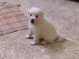 Pomeranian – Pomeranian Puppy sale – Navi Mumbai