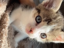 European Shorthair - Katzenbabys suchen ein neues zu Hause  available for adoption in Kassel