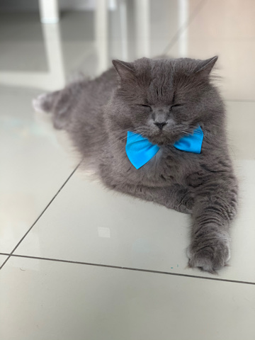 British Longhair – Mating service