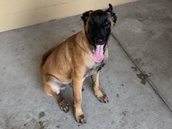 Belgian Shepherd Dog (Groenendael) – Belgian Shepherd – Mission