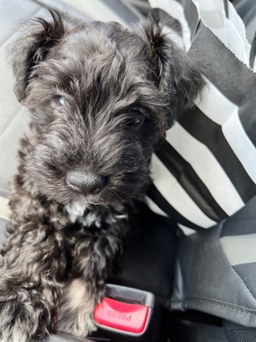 Miniature Schnauzer – Miniture schanuzer