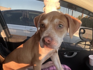 Catahoula Cur – free puppy – Davenport
