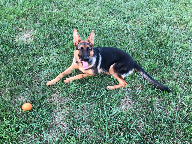German Shepherd – Zoe Looking for New Home