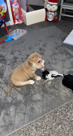 Shar Pei – shar Pei x Bulldog