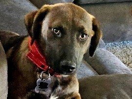 Labrador Retriever – 7-month-old male Chocolate Lab needs good home! – Downey