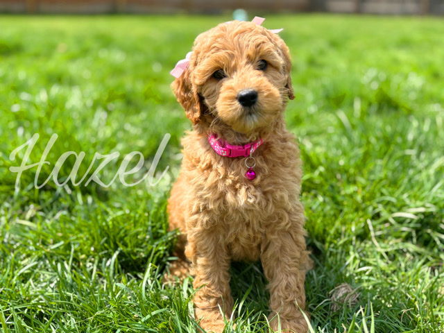 Poodle - Mini Goldendoodles // Female available for adoption in Warren