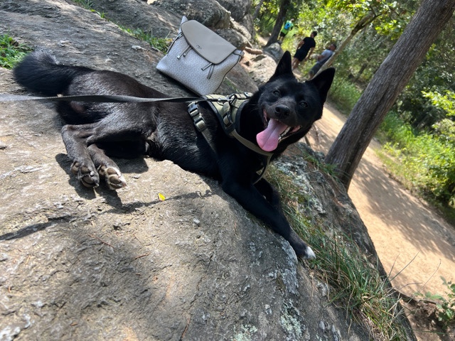 Shiba Inu – help me find a home!