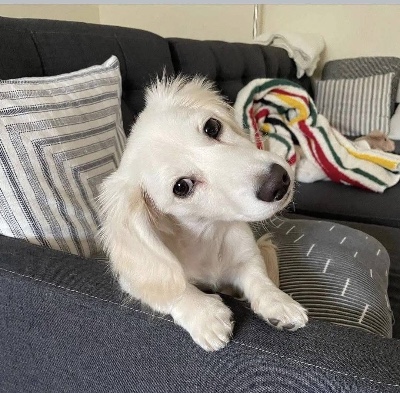 Dachshund - dachshund puppy for adoption available for adoption in Los Angeles
