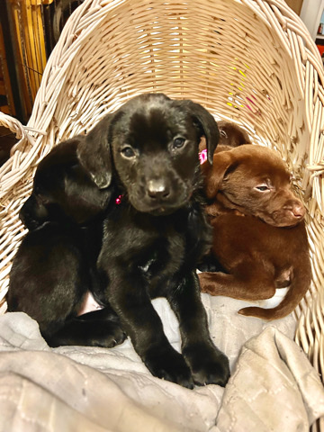 Labrador Retriever – Chocolate/Black Purebred Labs